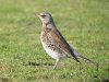 Fieldfare at Paglesham Lagoon (Steve Arlow) (89569 bytes)